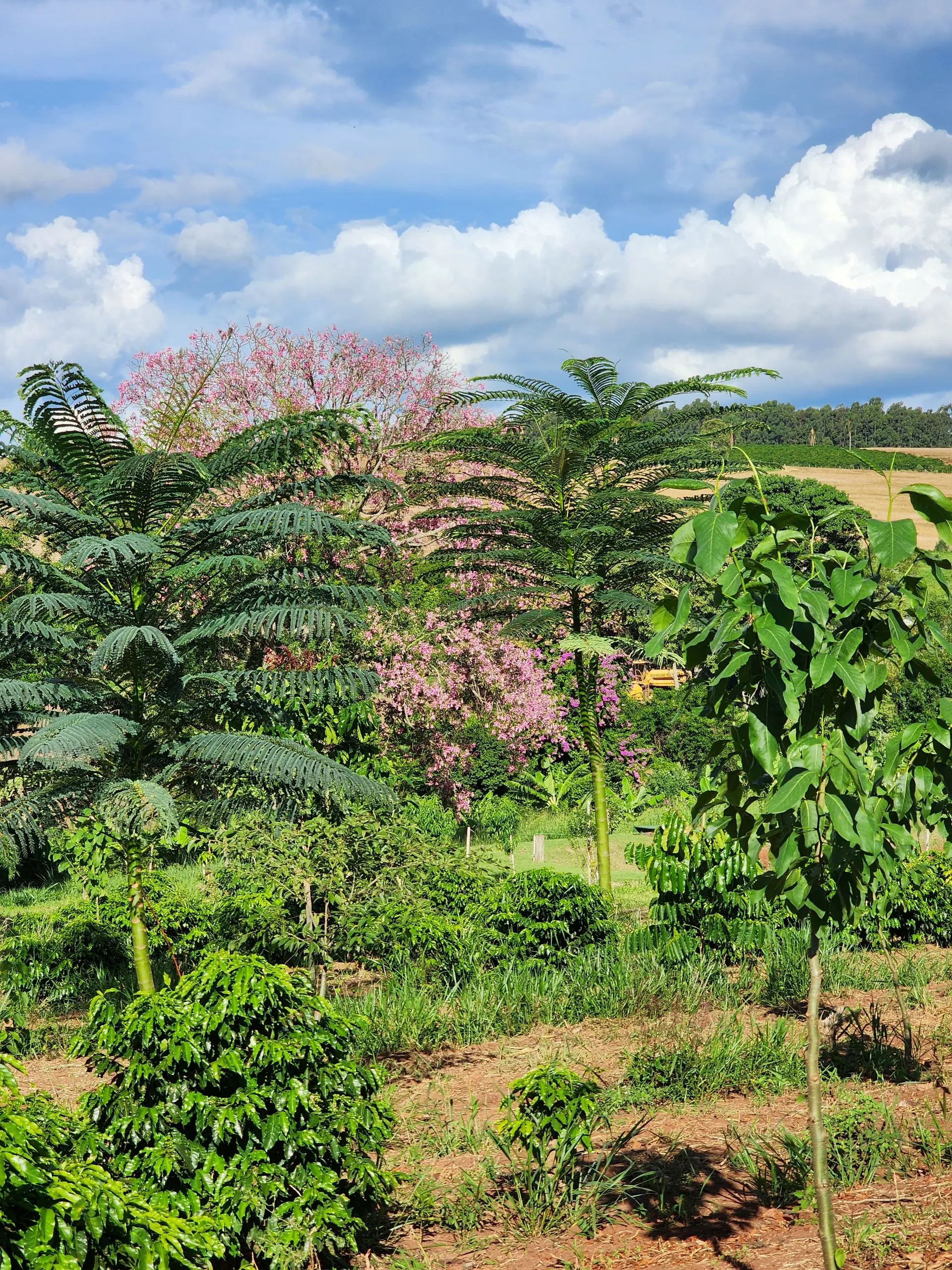 Sítio à venda de 30 ha em Timburi, SP, Brasil