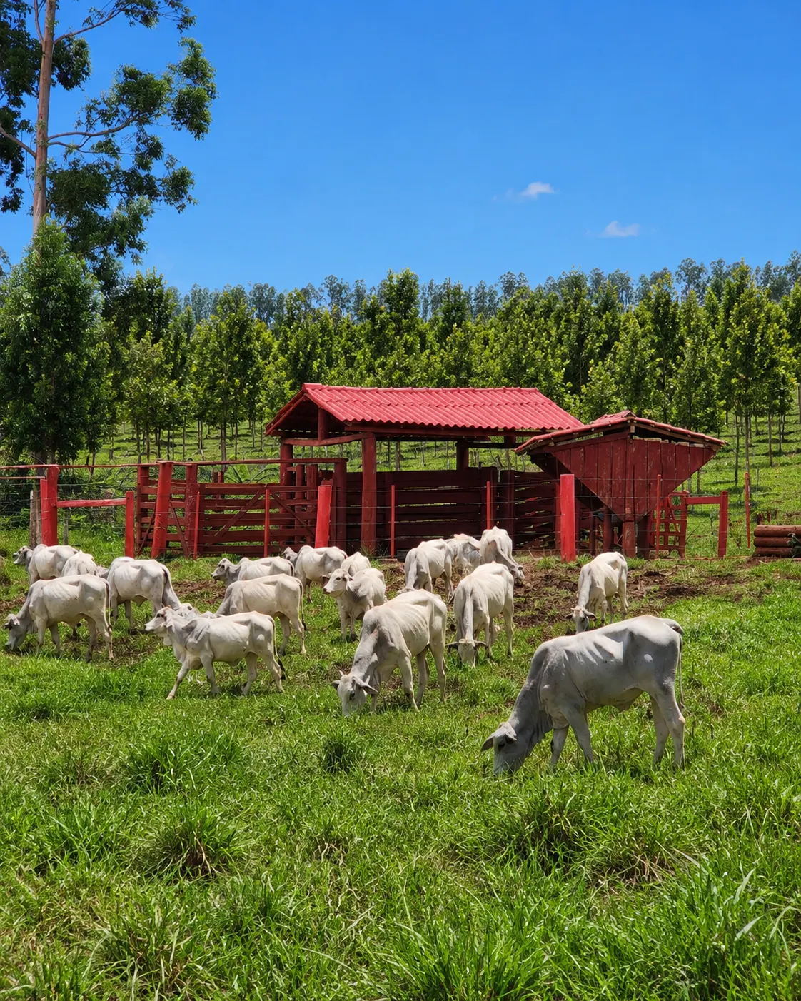 Sítio à venda de 30 ha em Timburi, SP, Brasil