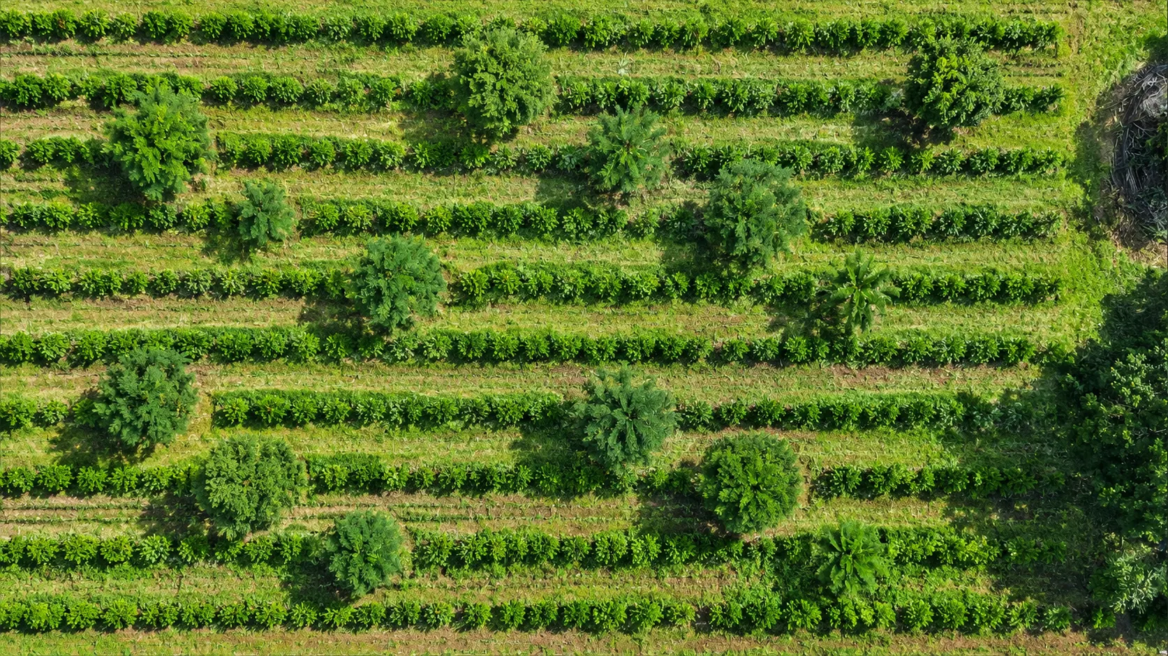 Sítio à venda de 30 ha em Timburi, SP, Brasil
