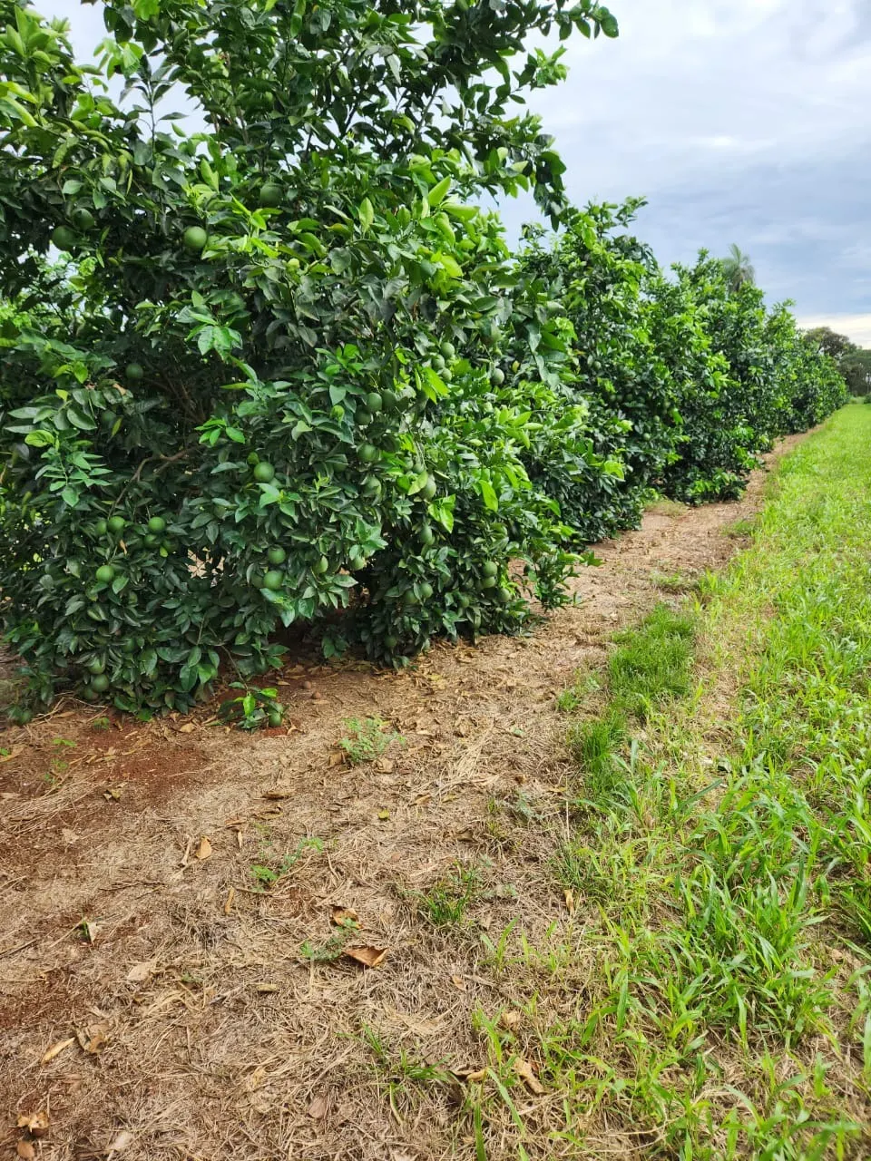 Fazenda à venda de 122 ha em São José do Rio Preto, SP, Brasil