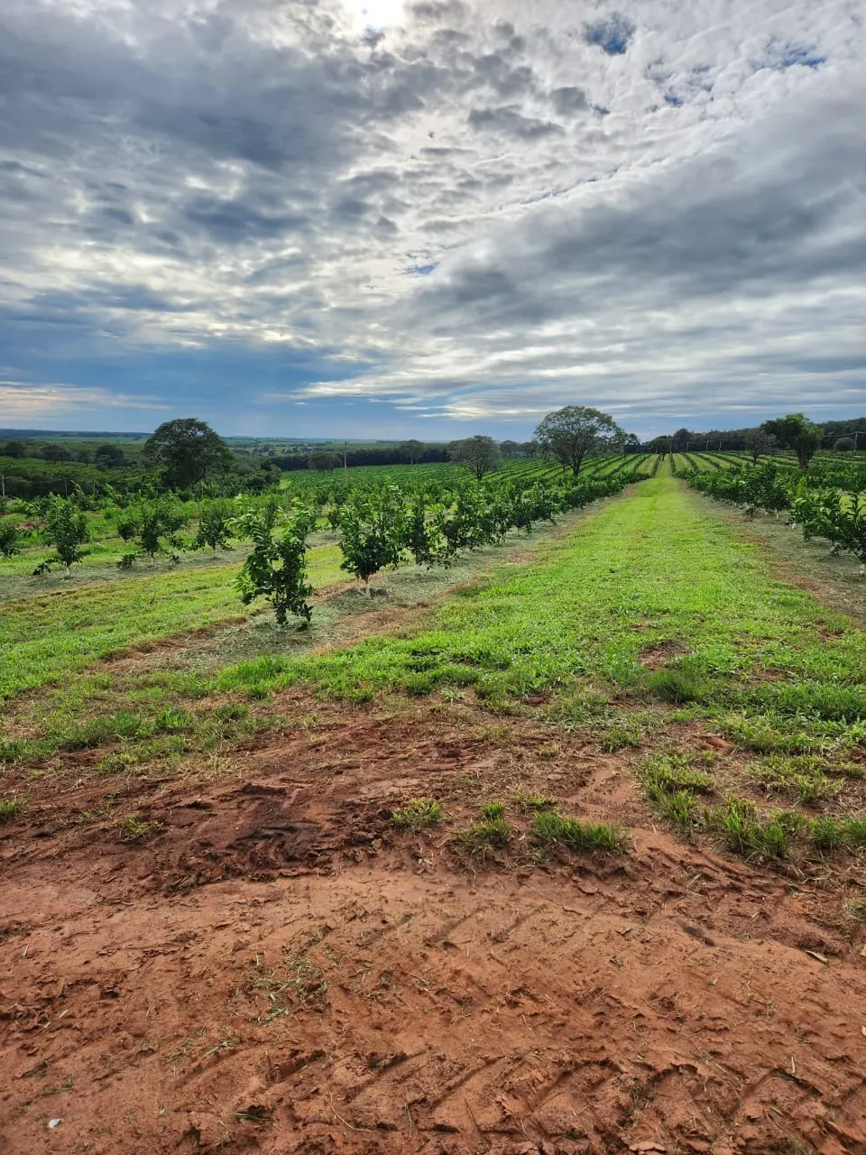 Fazenda à venda de 122 ha em São José do Rio Preto, SP, Brasil