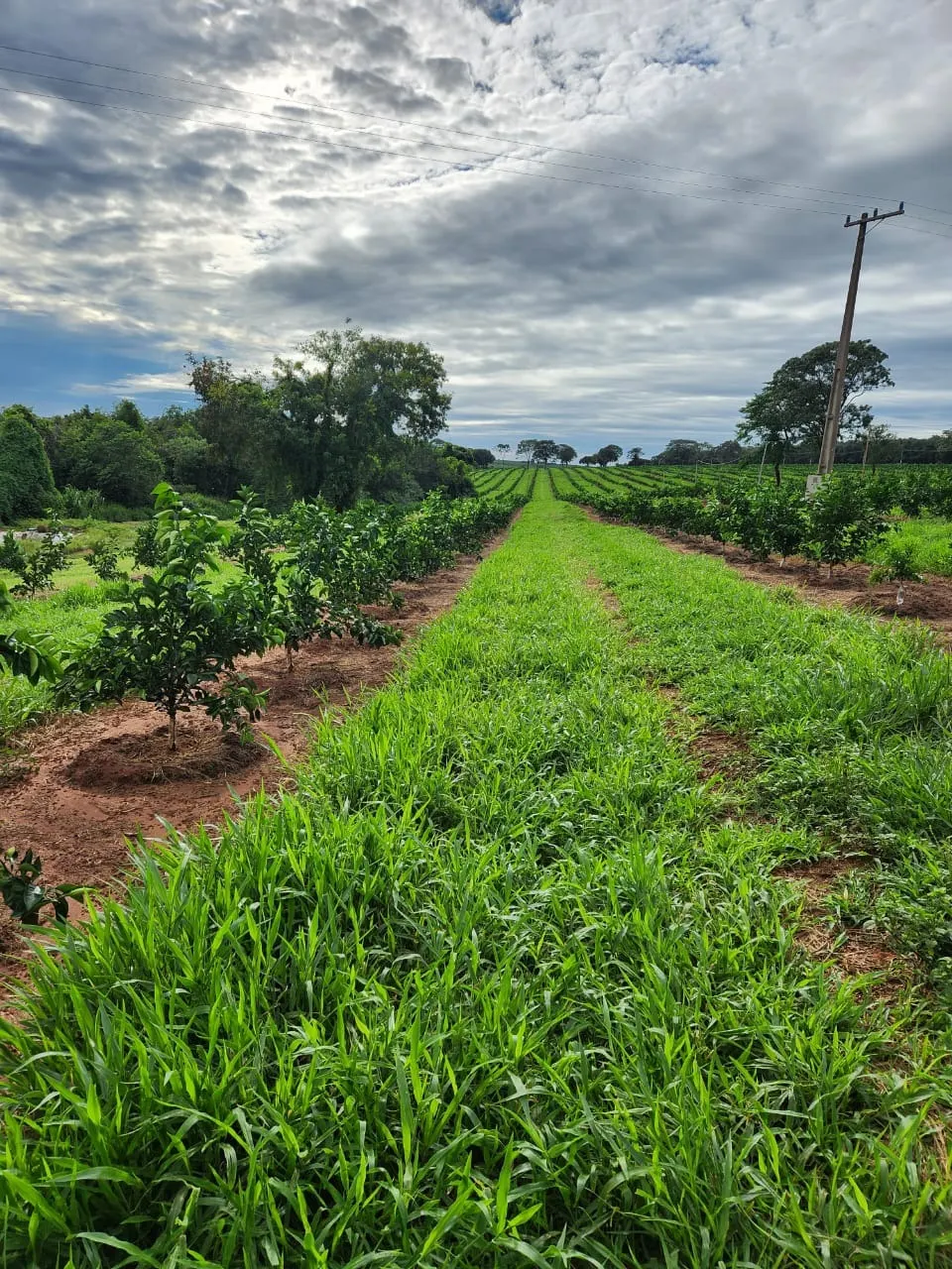 Fazenda à venda de 122 ha em São José do Rio Preto, SP, Brasil