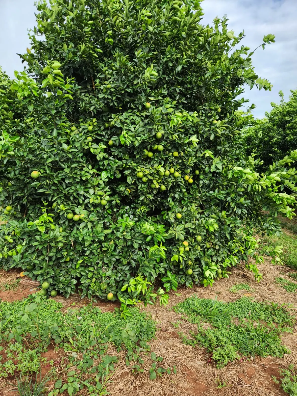 Fazenda à venda de 122 ha em São José do Rio Preto, SP, Brasil