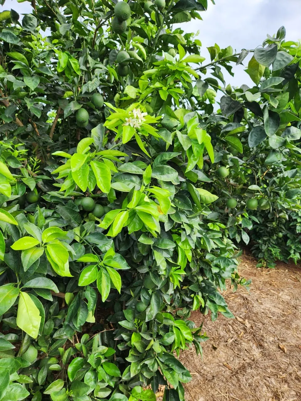Fazenda à venda de 122 ha em São José do Rio Preto, SP, Brasil