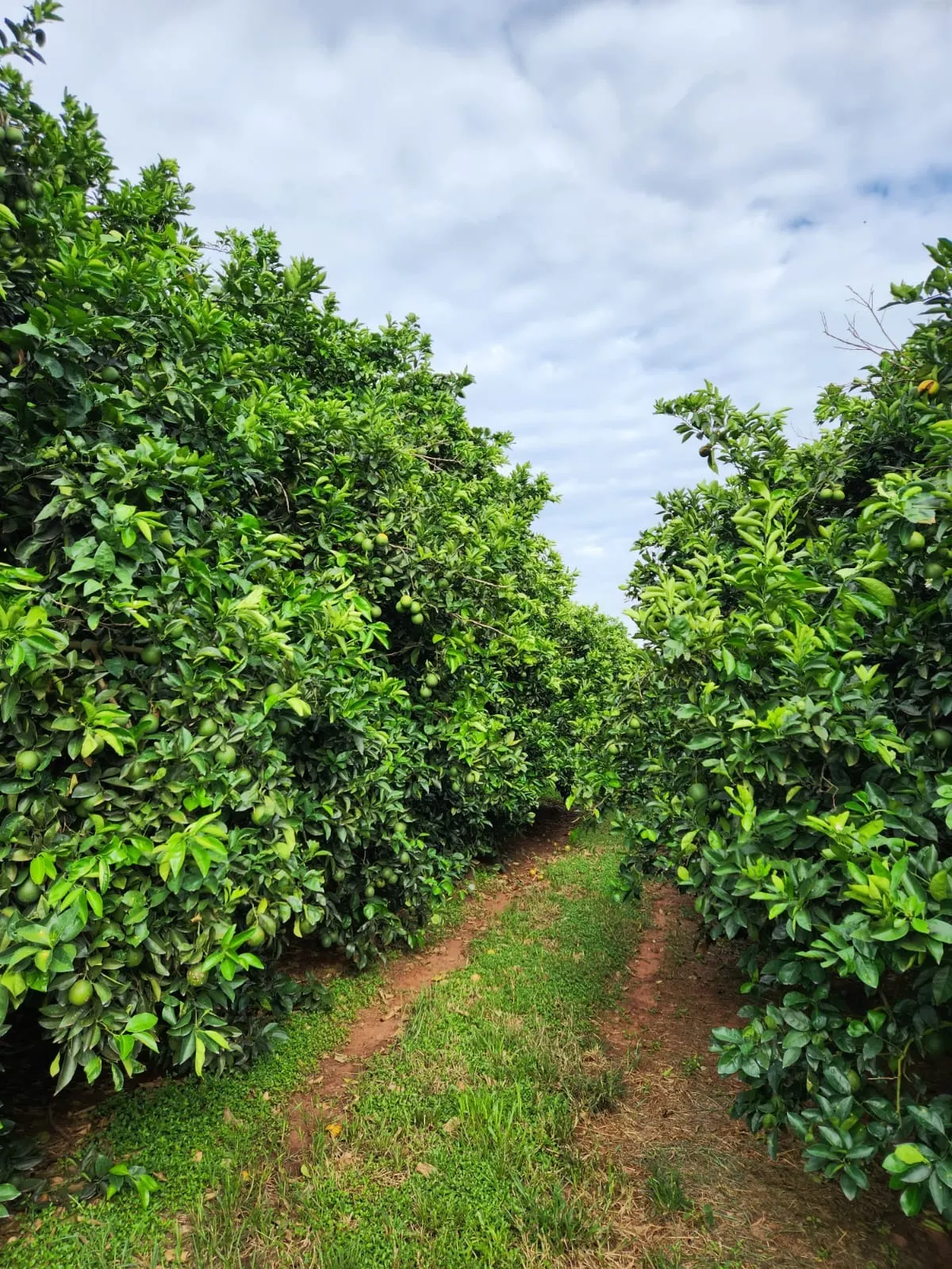 Fazenda à venda de 122 ha em São José do Rio Preto, SP, Brasil