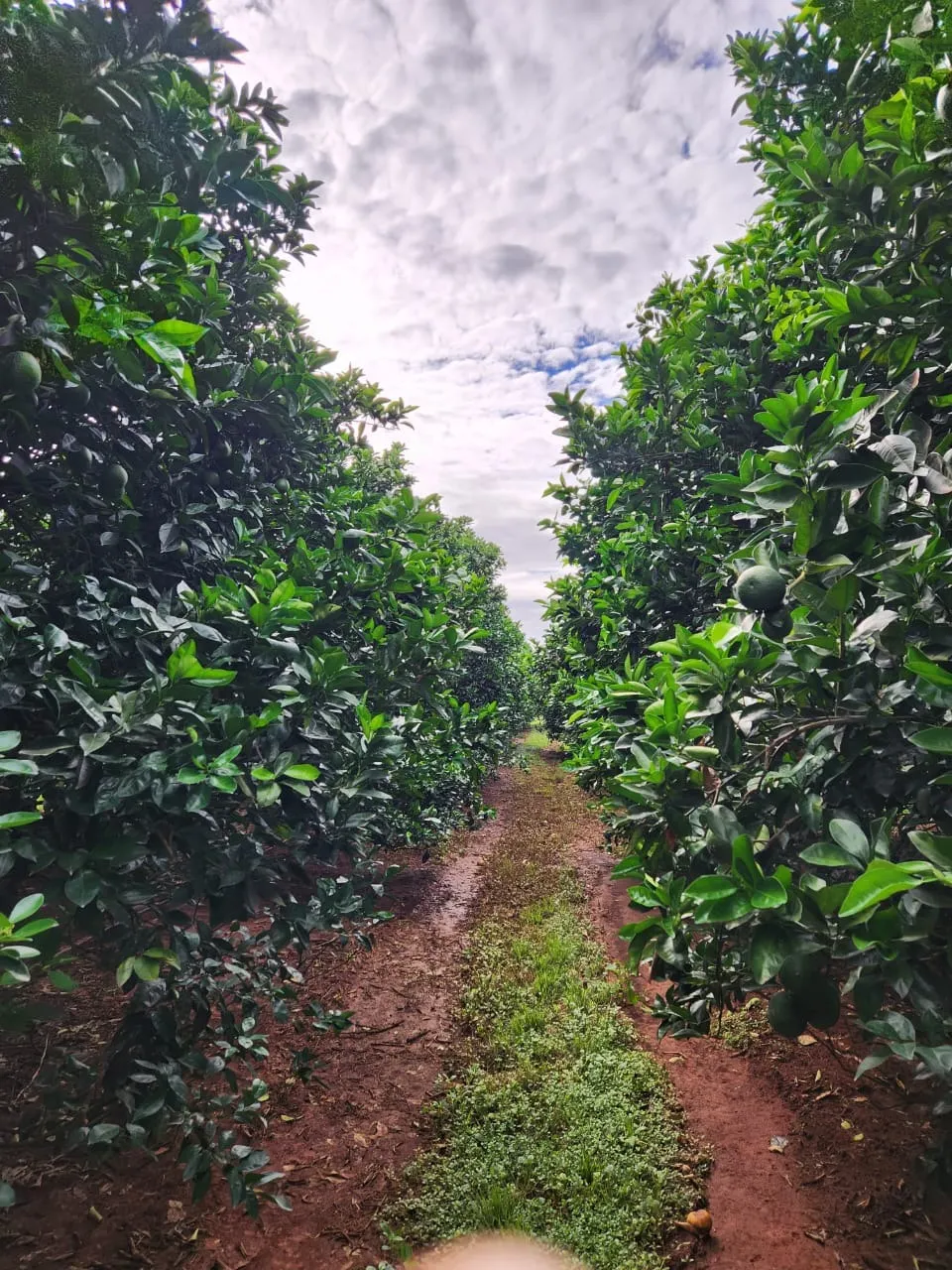 Fazenda à venda de 122 ha em São José do Rio Preto, SP, Brasil