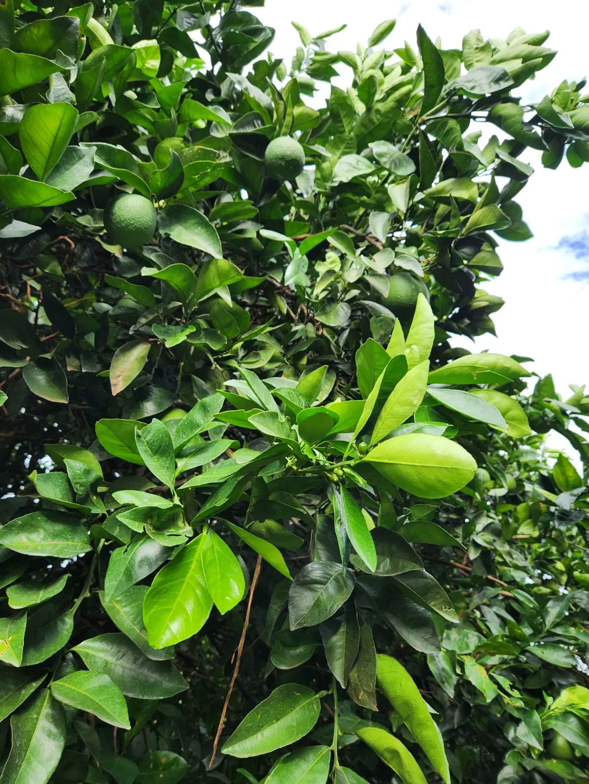 Fazenda à venda de 122 ha em São José do Rio Preto, SP, Brasil