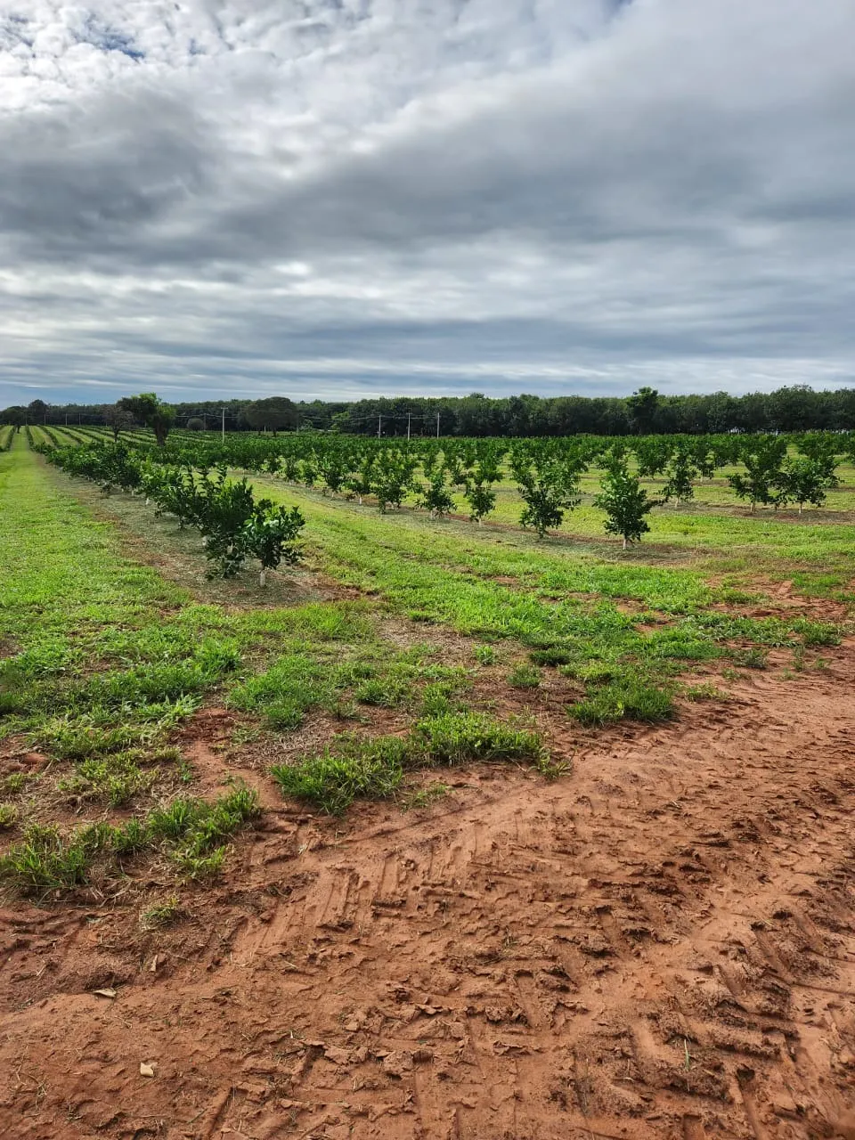 Fazenda à venda de 122 ha em São José do Rio Preto, SP, Brasil