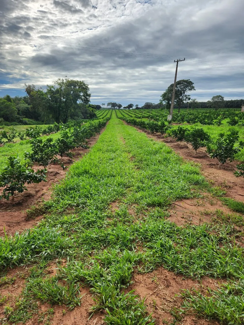 Fazenda à venda de 122 ha em São José do Rio Preto, SP, Brasil