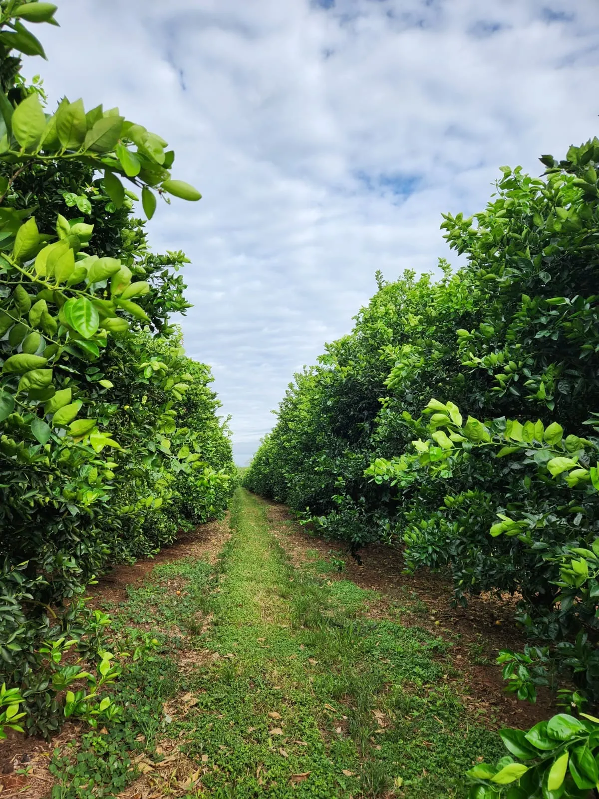 Fazenda à venda de 122 ha em São José do Rio Preto, SP, Brasil