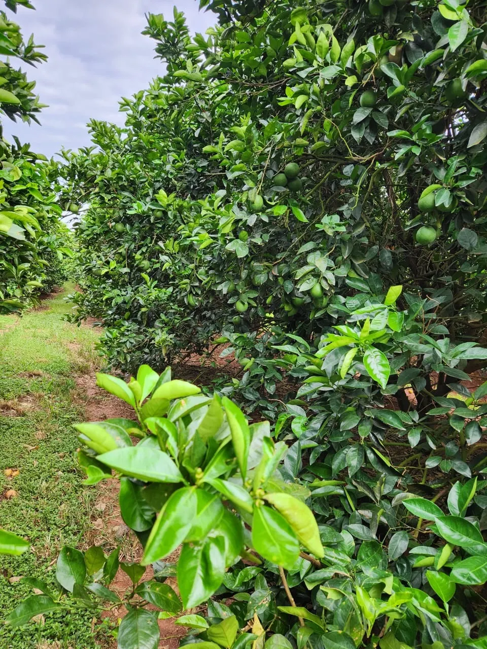 Fazenda à venda de 122 ha em São José do Rio Preto, SP, Brasil