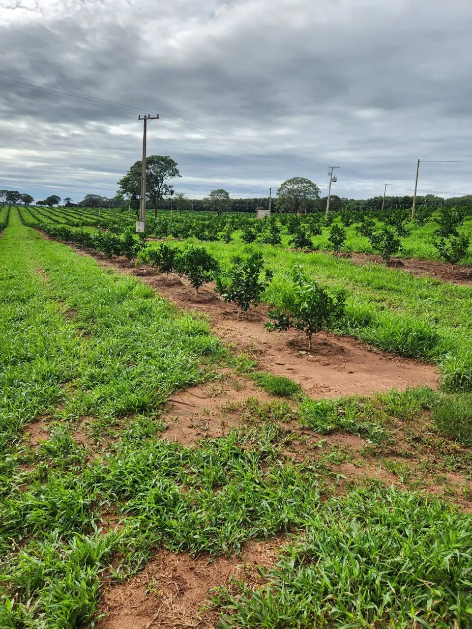Fazenda à venda de 122 ha em São José do Rio Preto, SP, Brasil