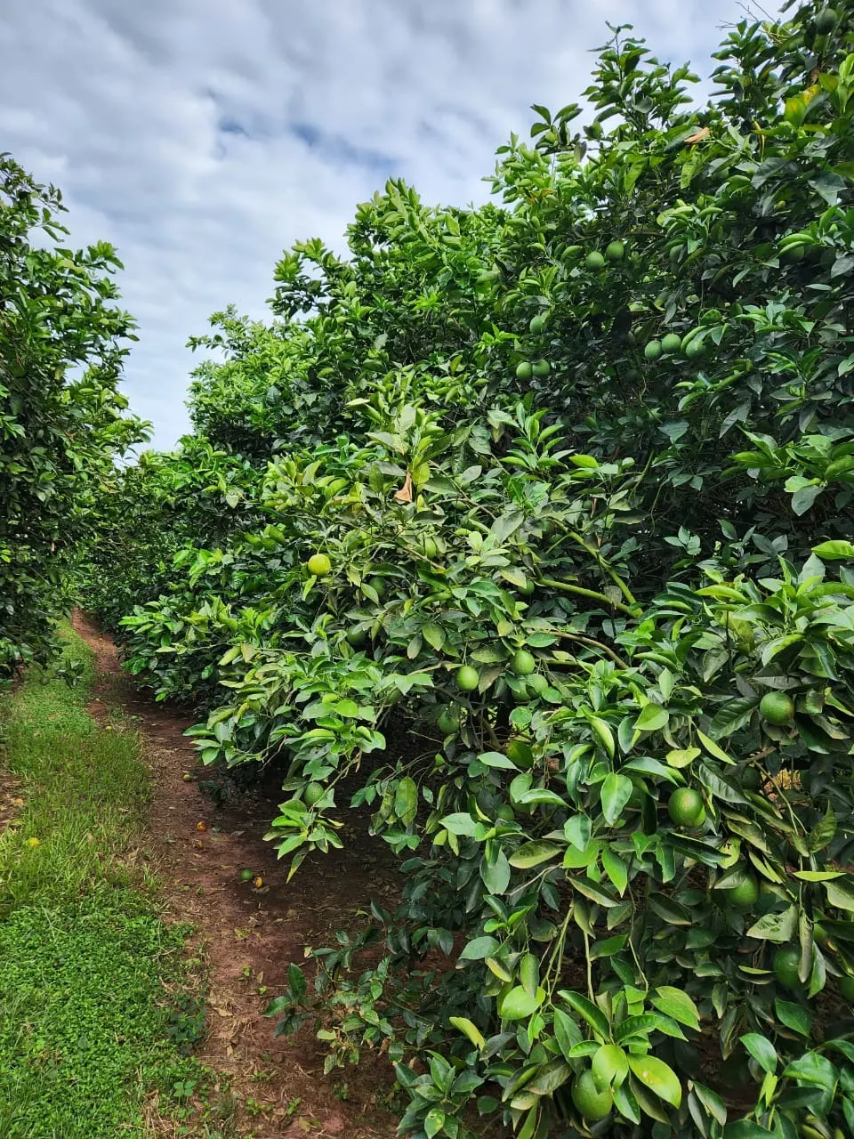 Fazenda à venda de 122 ha em São José do Rio Preto, SP, Brasil