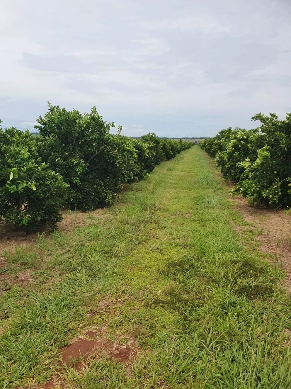 Fazenda à venda de 2.306 ha em Avaré, SP, Brasil