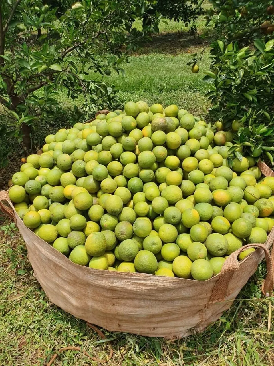 Fazenda à venda de 2.306 ha em Avaré, SP, Brasil