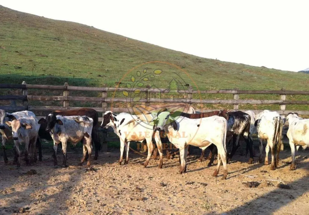 Fazenda à venda de 106 ha em Silveiras, SP, Brasil