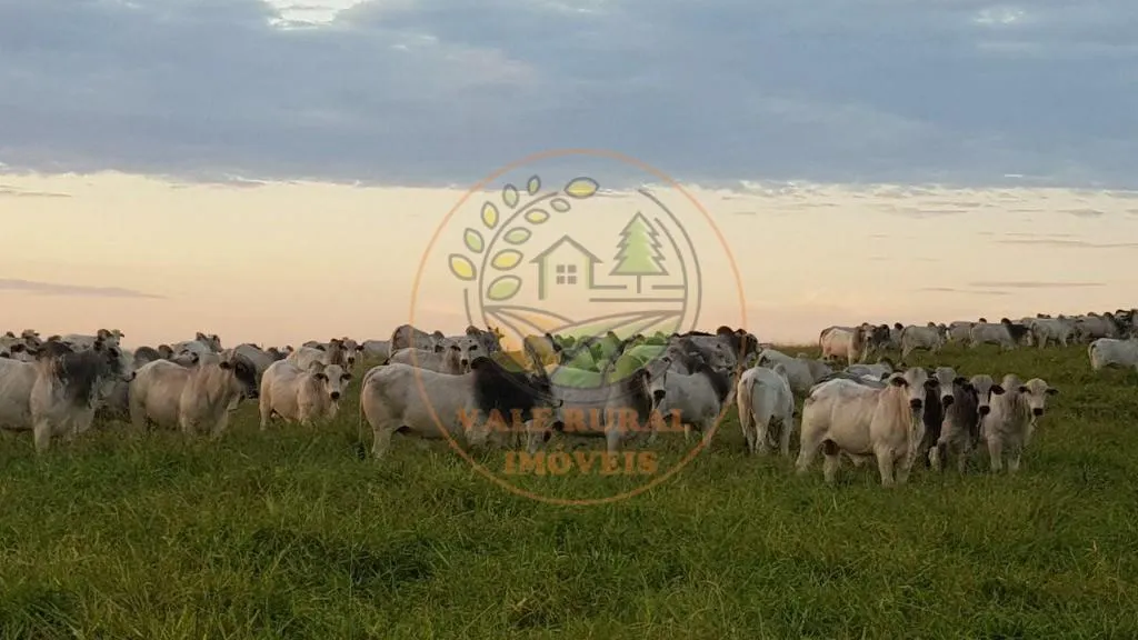 Fazenda à venda de 1.172 ha em Marília, SP, Brasil