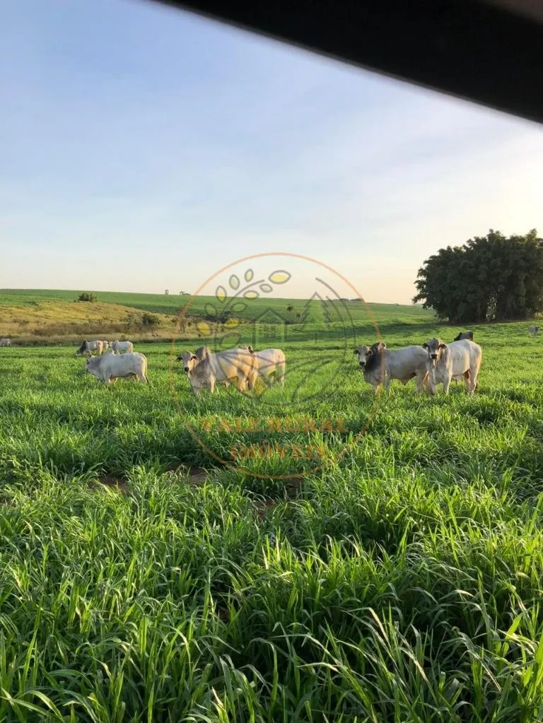 Fazenda à venda de 1.172 ha em Marília, SP, Brasil