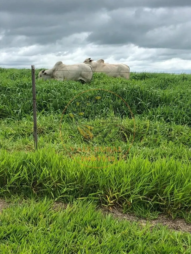 Fazenda à venda de 1.172 ha em Marília, SP, Brasil