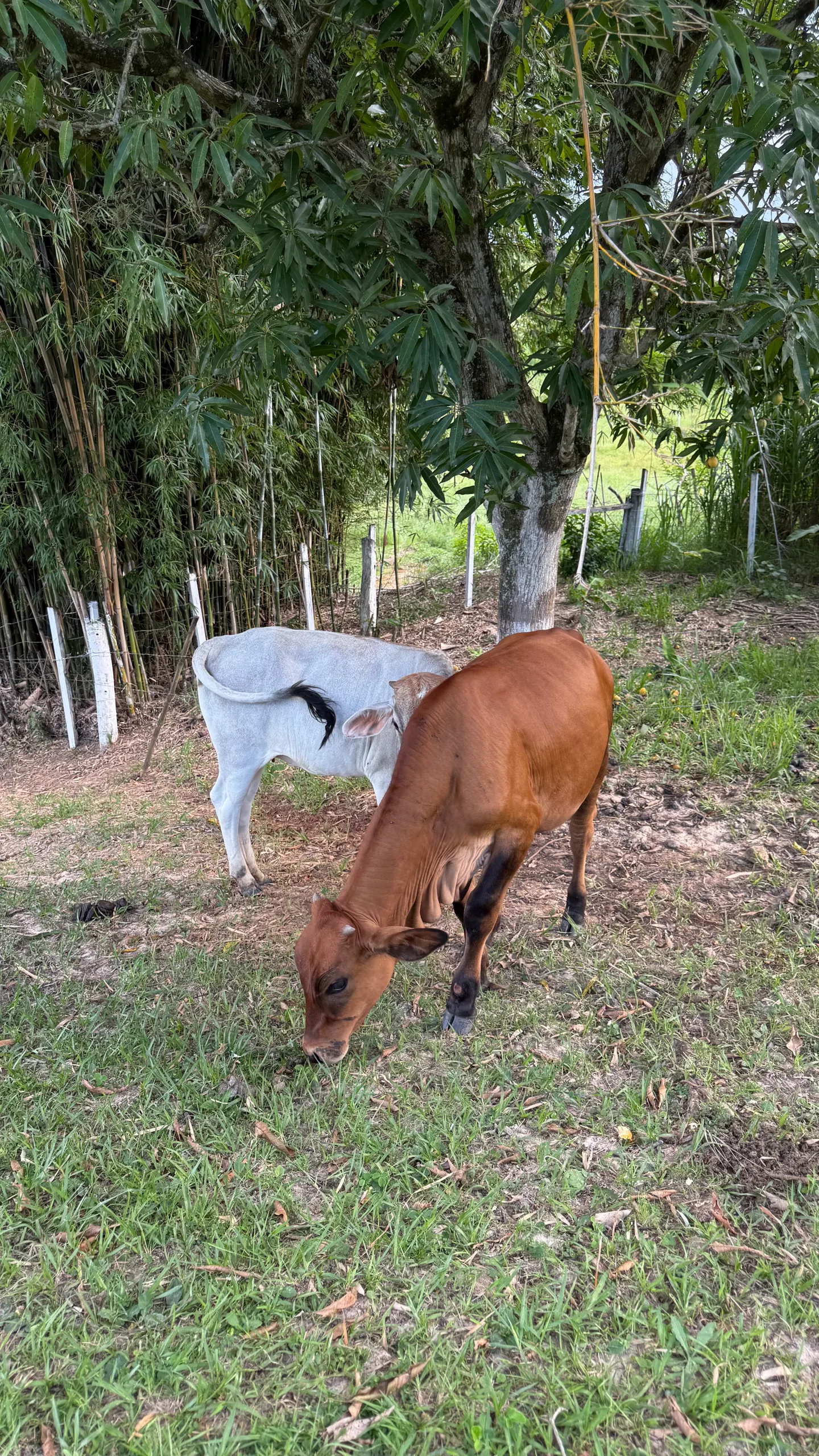 Sítio à venda de 5 ha em Porto Feliz, SP, Brasil