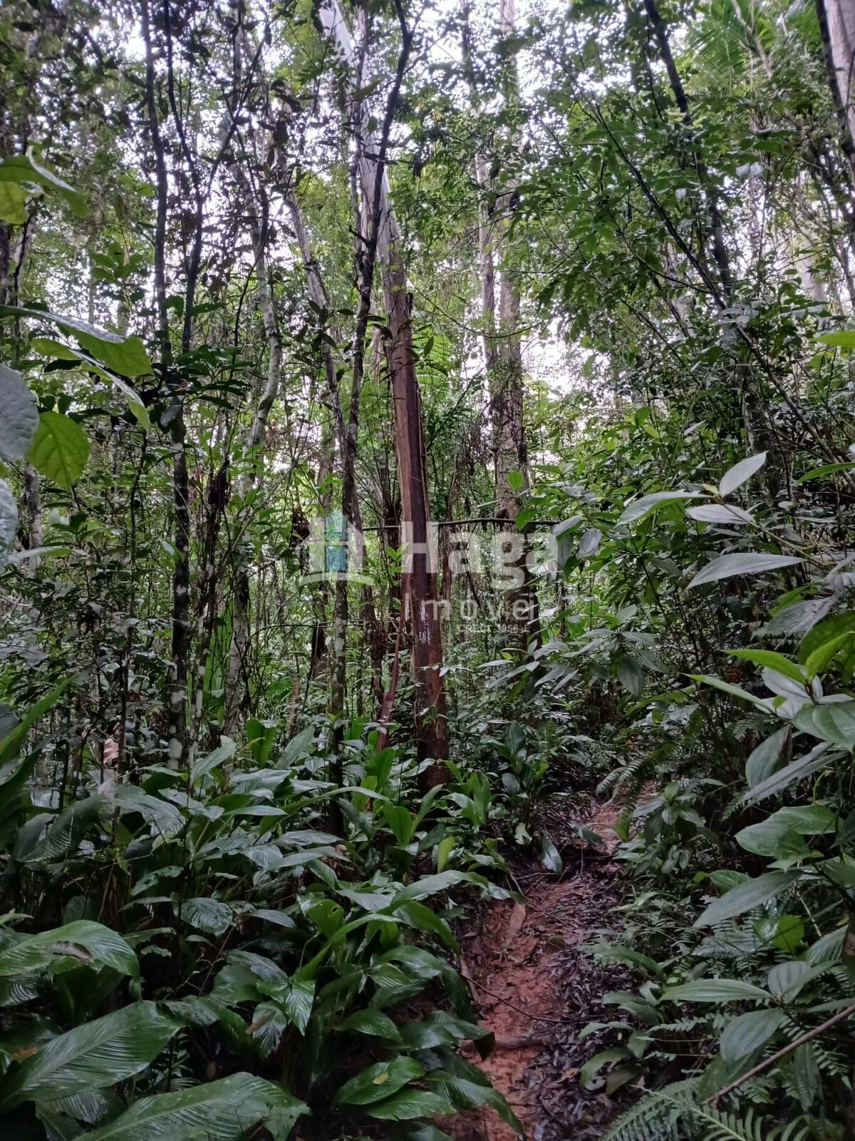 Country home for sale of 51 acres in Turvo, SC, Brazil