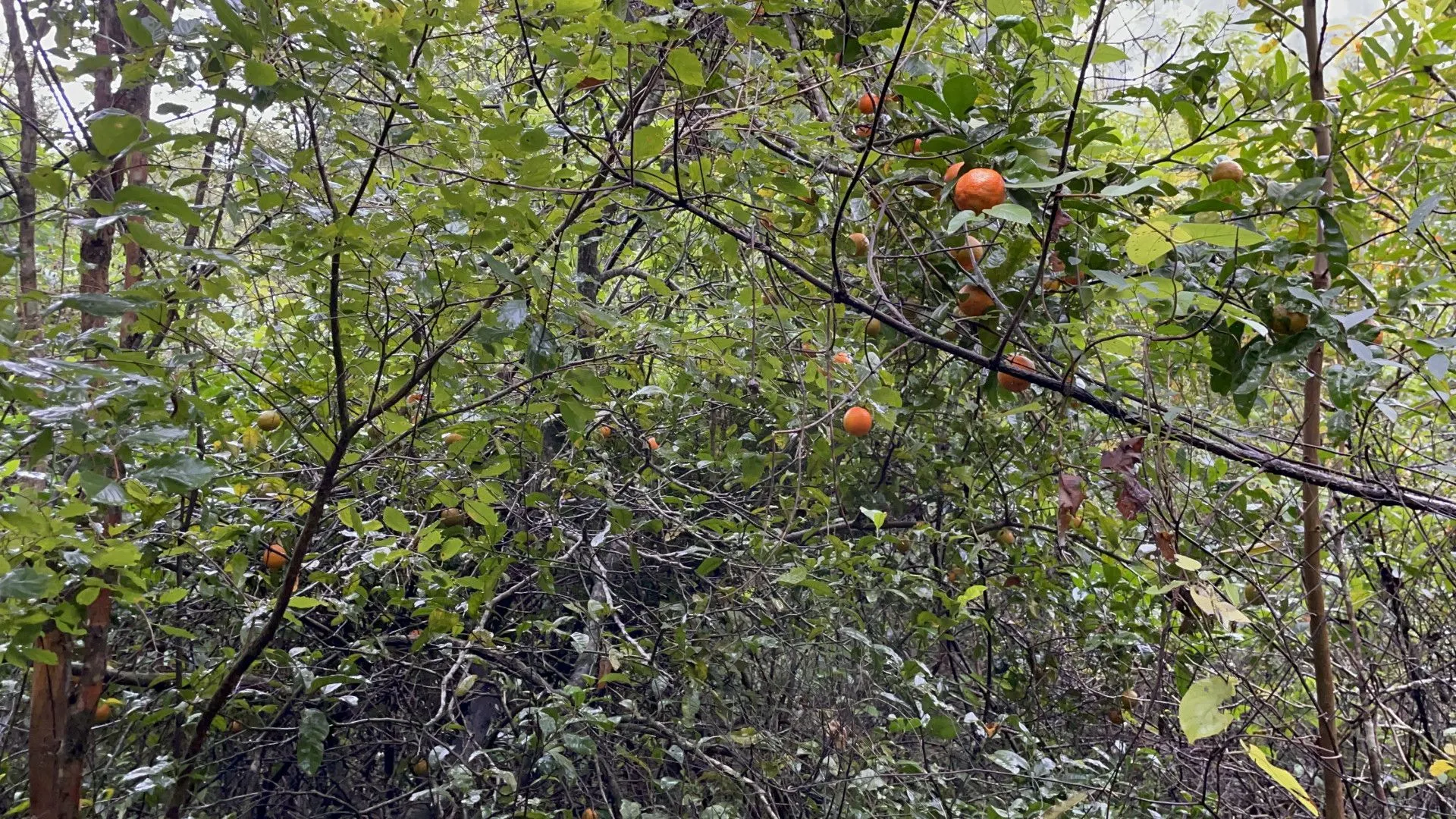 Sítio à venda e para Arrendar de 7 ha em Santo Antônio da Patrulha, RS, Brasil