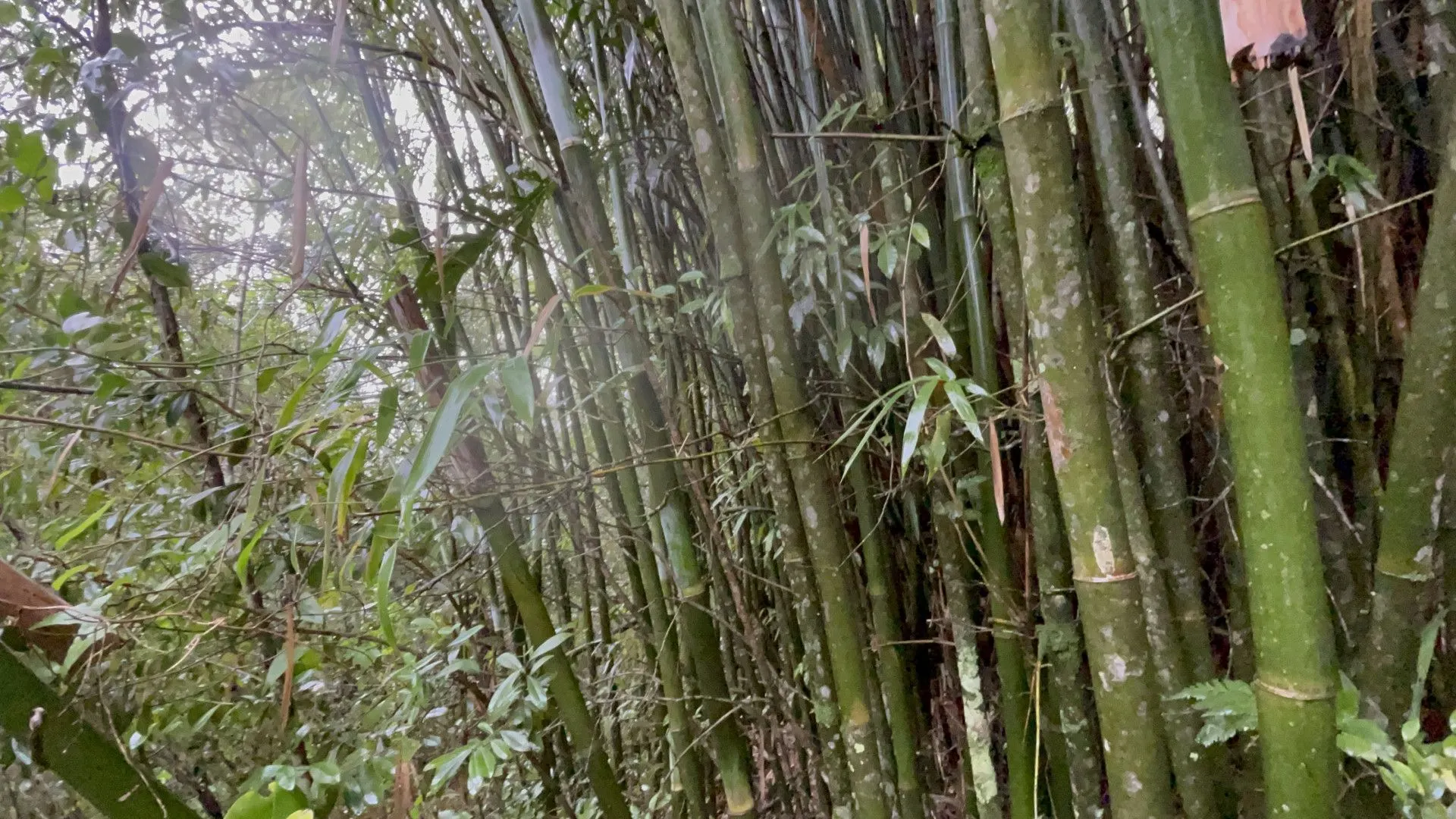 Sítio à venda e para Arrendar de 7 ha em Santo Antônio da Patrulha, RS, Brasil