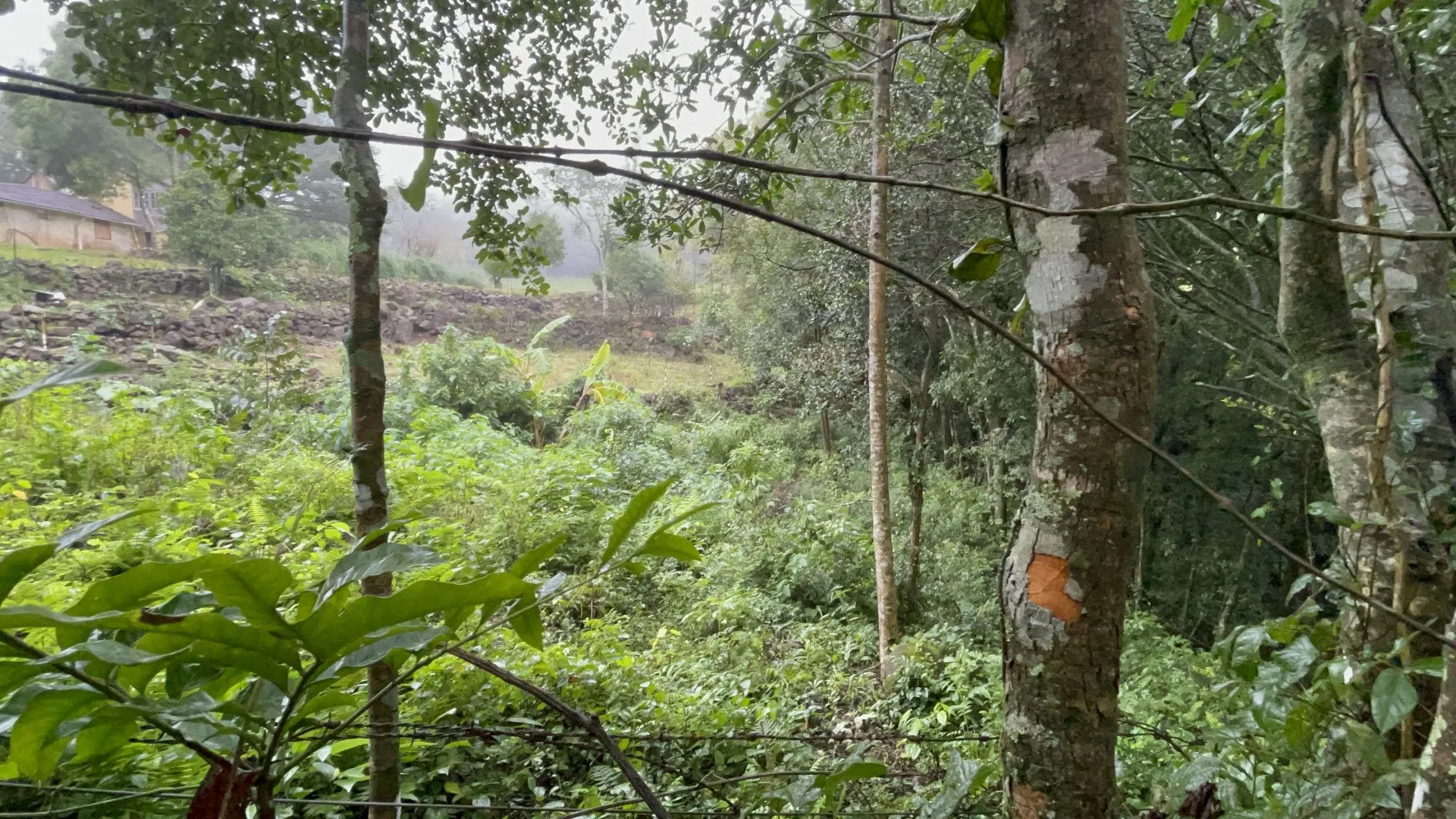 Sítio à venda e para Arrendar de 7 ha em Santo Antônio da Patrulha, RS, Brasil