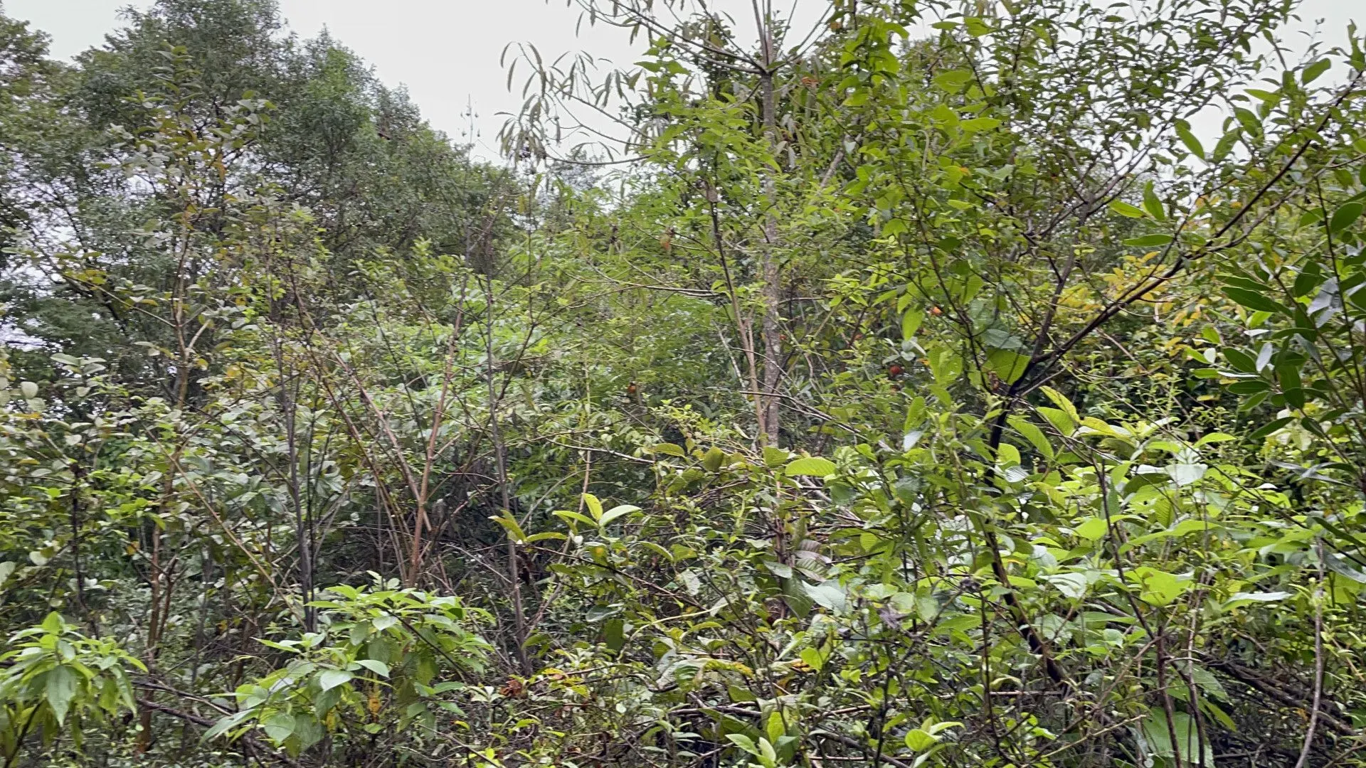 Sítio à venda e para Arrendar de 7 ha em Santo Antônio da Patrulha, RS, Brasil