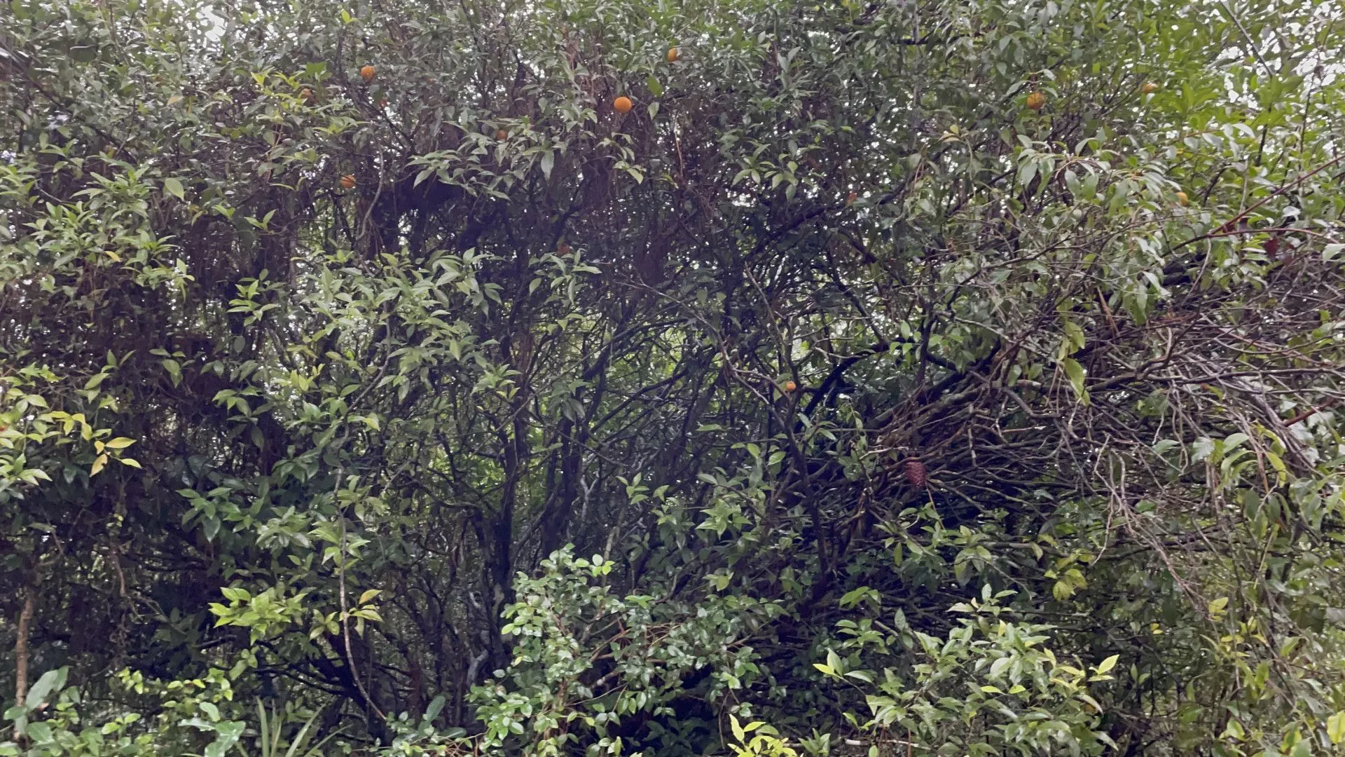 Sítio à venda e para Arrendar de 7 ha em Santo Antônio da Patrulha, RS, Brasil