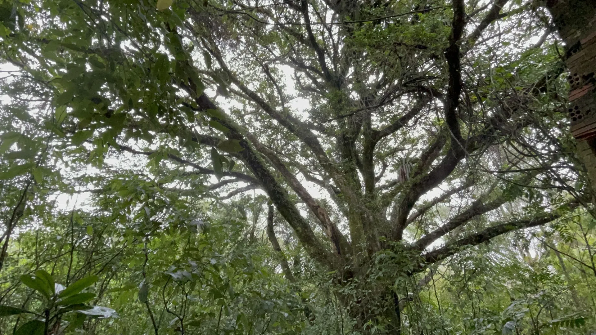 Sítio à venda e para Arrendar de 7 ha em Santo Antônio da Patrulha, RS, Brasil
