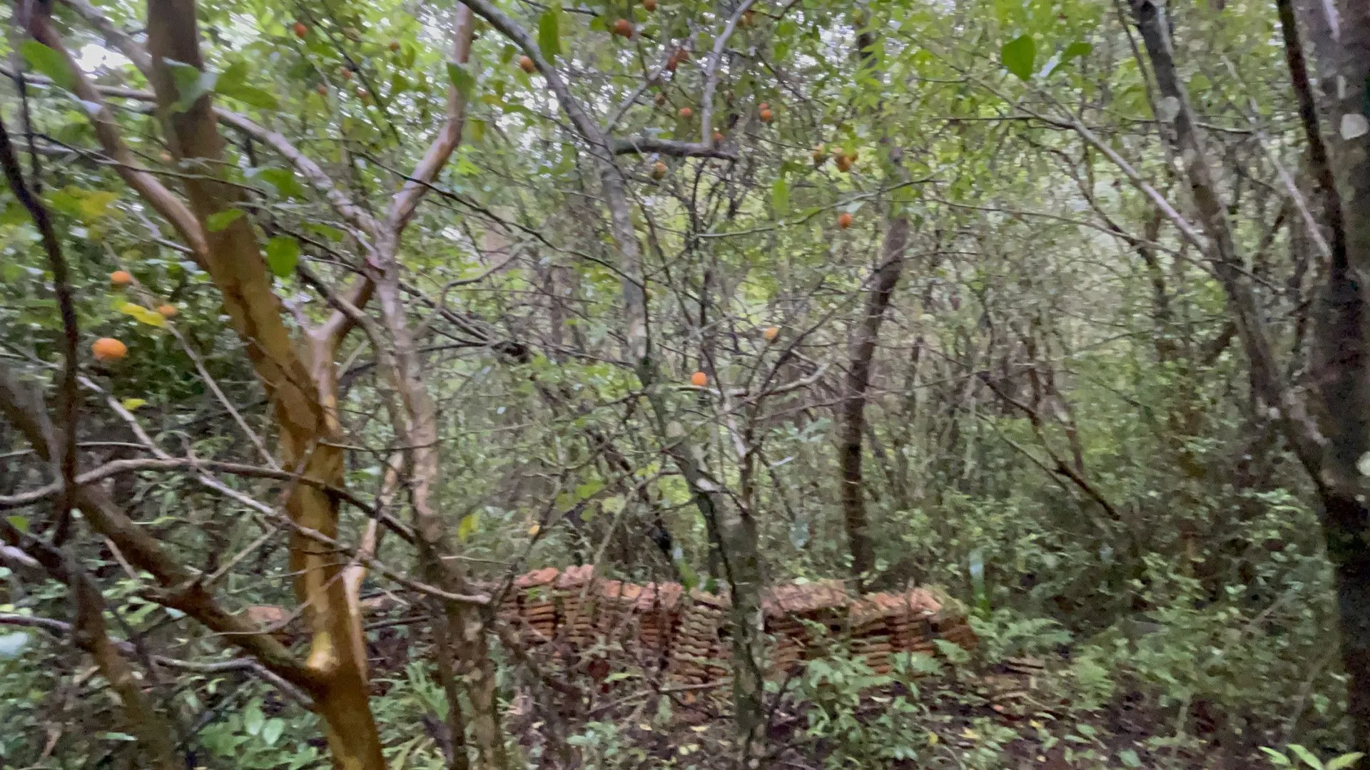 Sítio à venda e para Arrendar de 7 ha em Santo Antônio da Patrulha, RS, Brasil