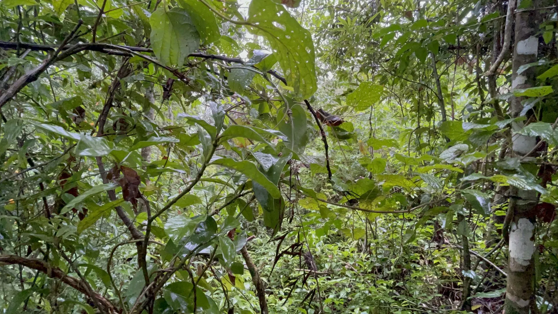 Sítio à venda e para Arrendar de 7 ha em Santo Antônio da Patrulha, RS, Brasil