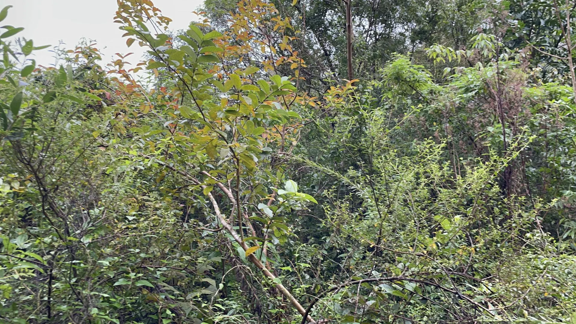 Sítio à venda e para Arrendar de 7 ha em Santo Antônio da Patrulha, RS, Brasil