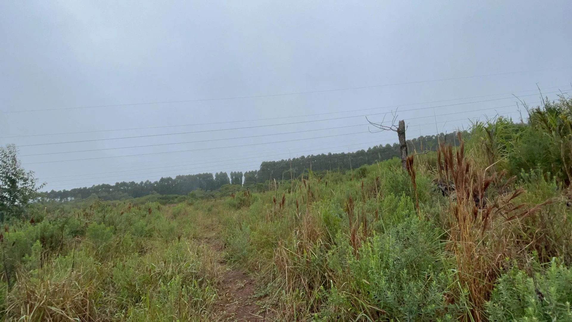 Sítio à venda e para Arrendar de 7 ha em Santo Antônio da Patrulha, RS, Brasil