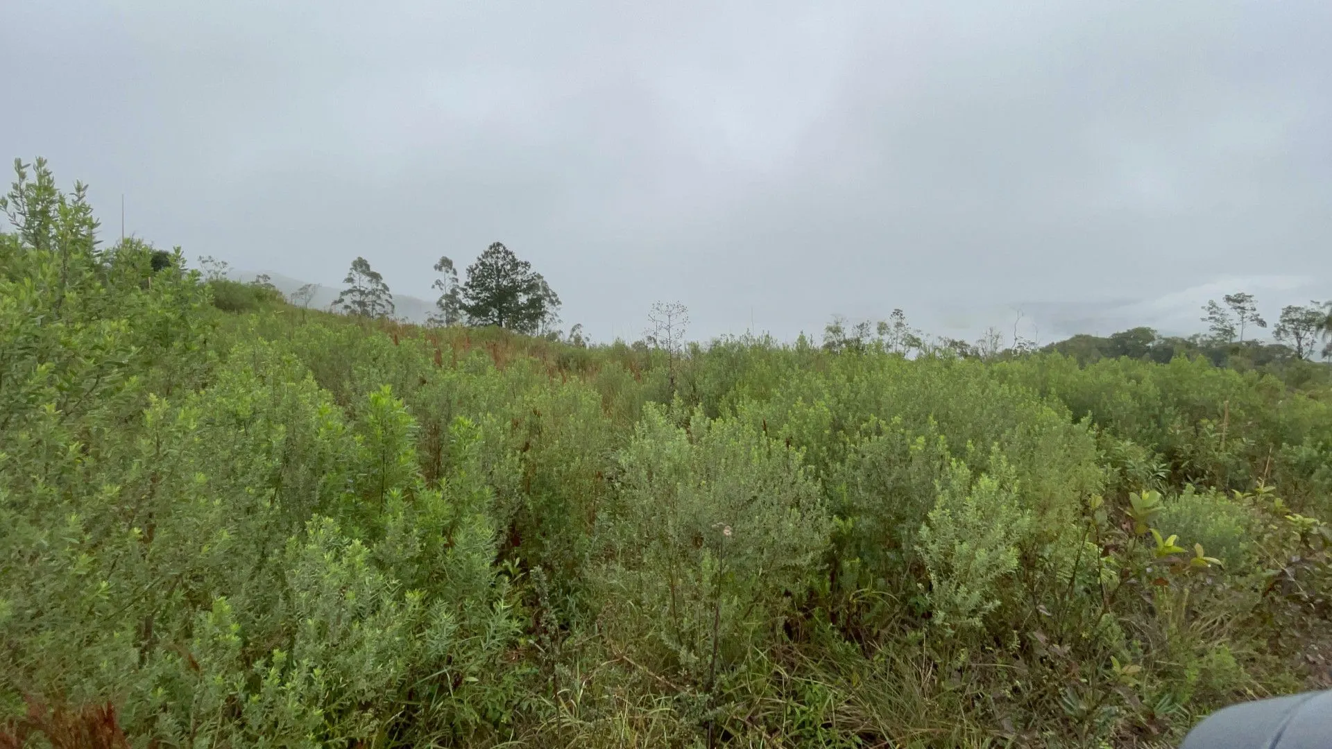 Sítio à venda e para Arrendar de 7 ha em Santo Antônio da Patrulha, RS, Brasil