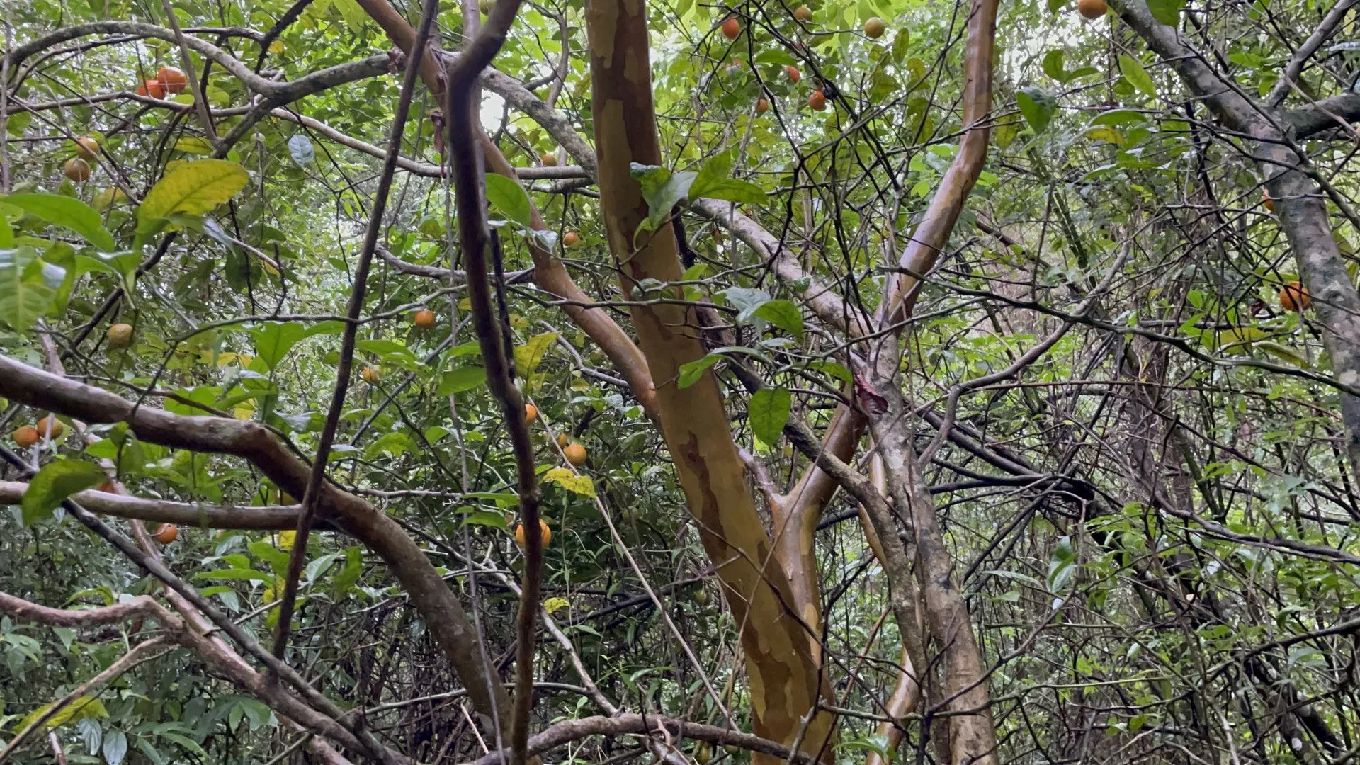 Sítio à venda e para Arrendar de 7 ha em Santo Antônio da Patrulha, RS, Brasil