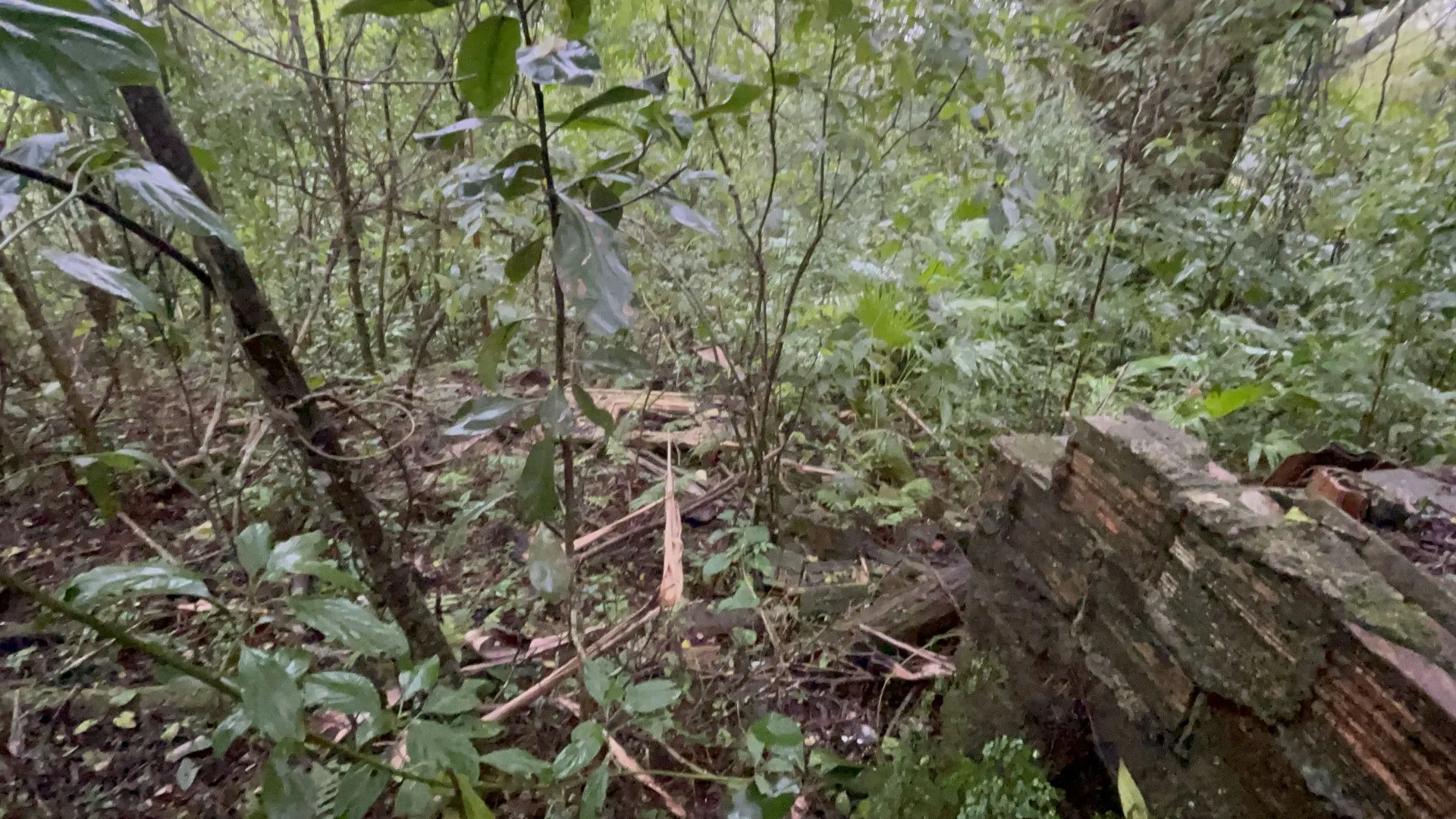 Sítio à venda e para Arrendar de 7 ha em Santo Antônio da Patrulha, RS, Brasil