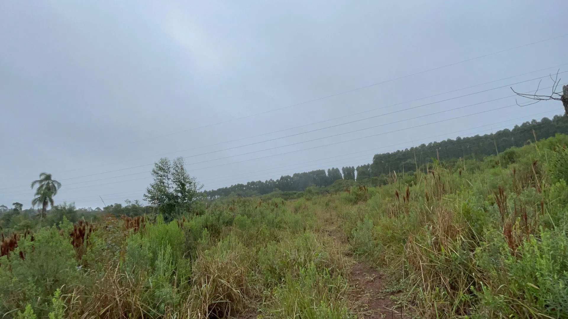 Sítio à venda e para Arrendar de 7 ha em Santo Antônio da Patrulha, RS, Brasil