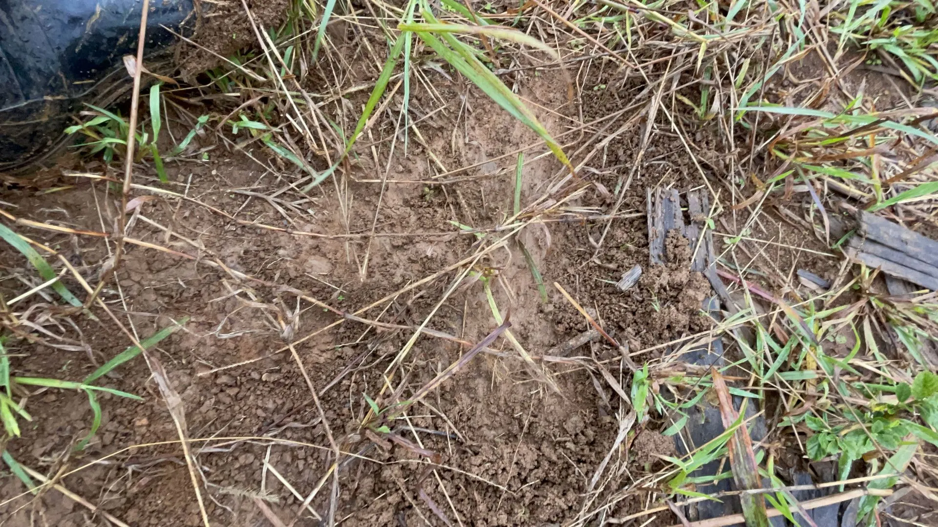 Sítio à venda e para Arrendar de 7 ha em Santo Antônio da Patrulha, RS, Brasil