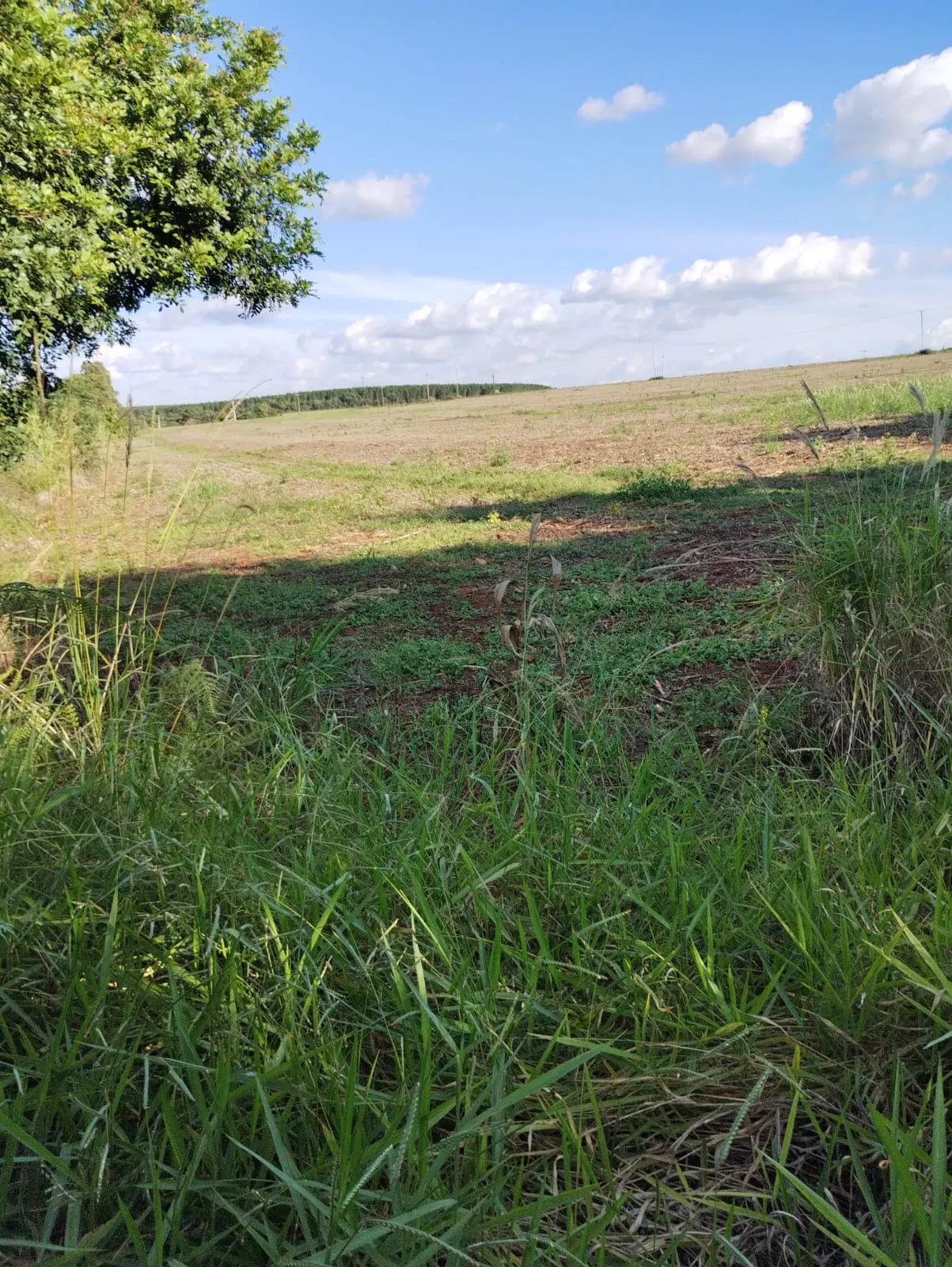 Fazenda à venda de 121 ha em Itapeva, SP, Brasil