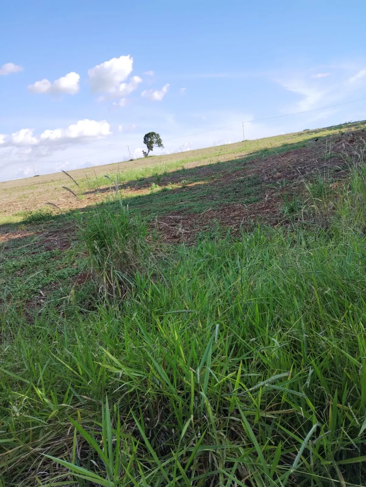 Fazenda à venda de 121 ha em Itapeva, SP, Brasil