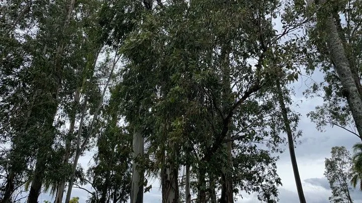 Chácara à venda de 6 ha em Taquara, RS, Brasil
