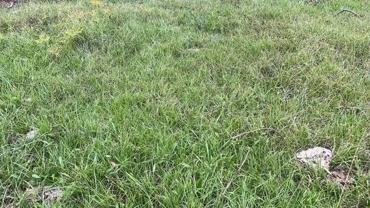 Chácara à venda de 6 ha em Taquara, RS, Brasil