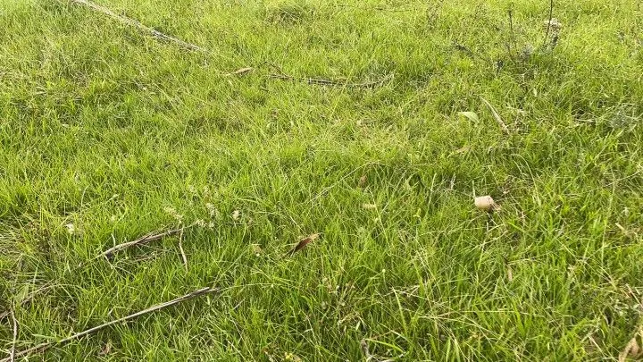 Chácara à venda de 6 ha em Taquara, RS, Brasil