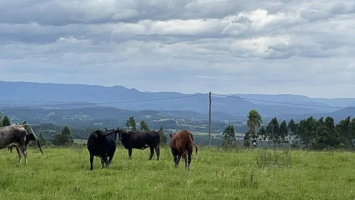 Chácara à venda de 6 ha em Taquara, RS, Brasil