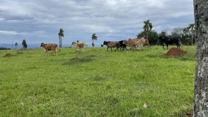 Chácara à venda de 6 ha em Taquara, RS, Brasil