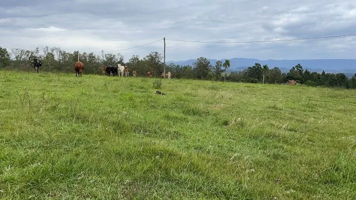 Chácara à venda de 6 ha em Taquara, RS, Brasil