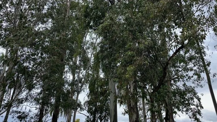 Chácara à venda de 6 ha em Taquara, RS, Brasil