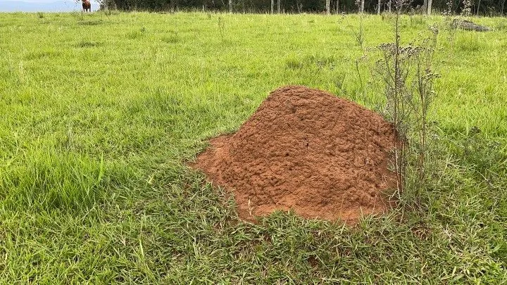 Chácara à venda de 6 ha em Taquara, RS, Brasil